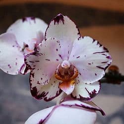 Lost In Translation (sped up)