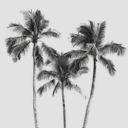Grey Palm