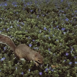 in the flower fields